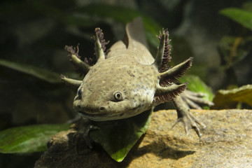 Axolotl unturned.