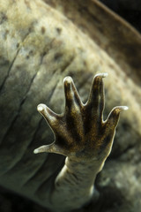 Axolotl hind paw.