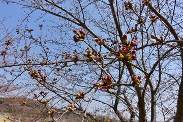 桜の蕾