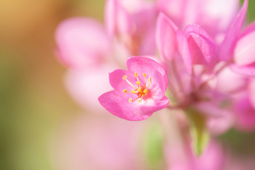 pink flower  blooming