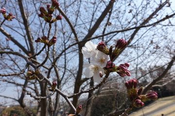 桜の蕾