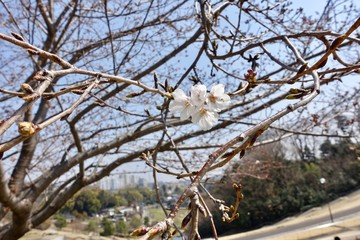 桜の蕾