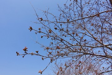 桜の蕾