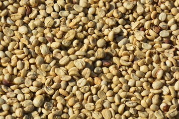 Define parchment coffee: dried but unhulled coffee beans