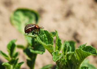 Colorado beetle on potato leaves