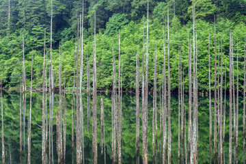 Fototapeta premium 長野県 王滝村 自然湖