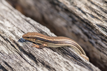 Western Skink (Plestiodon skiltonianus) basking in the sun. Santa Clara County, California, USA.