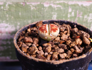 Living stones or Lithops in pot