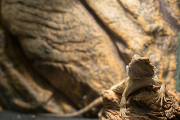 Reptile on the stone