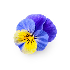Pansy viola flower