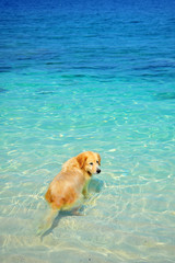 Golden Retriever Dog Swimming on Beach