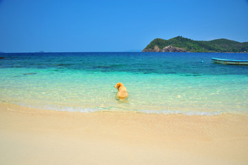 Golden Retriever Dog Swimming on Beach