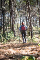 Rear of women hiking traveler with backpack walking through a pine tree forest.