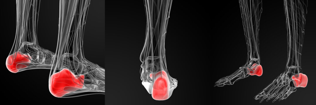 3d rendering illustration of the human calcaneus bone