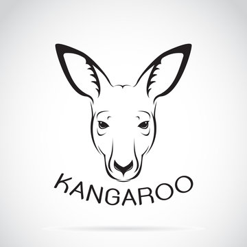 Vector of a kangaroo head on white background. Wild Animals.