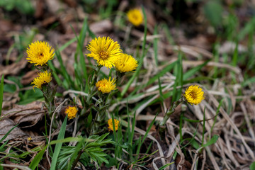 Tussilago farfara first spring flowers. Art macrophoto Tussilago farfara