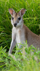 Kangaroo