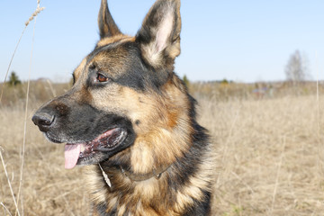 German shepherd dog in sunny autumn day