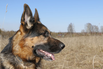 German shepherd dog in sunny autumn day