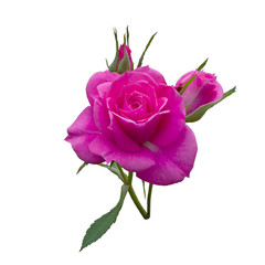 beautiful pink rose