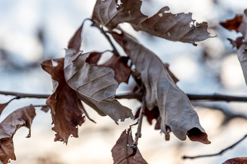 Dry twisted oak leaves 