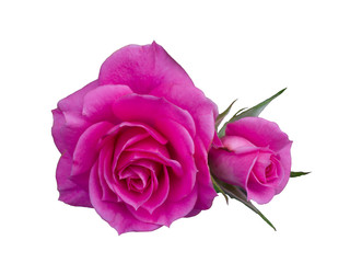 beautiful pink rose