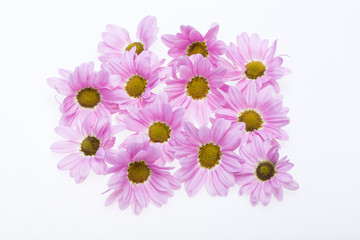 Fototapeta na wymiar young pink chrysanthemum flower isolated on white