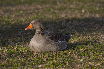 greylag goose - Anser anser