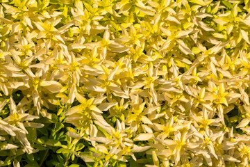 Garden with the Oregano ( Origanum vulgare )