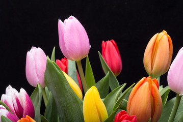 colorful bouquet of fresh spring tulip flowers