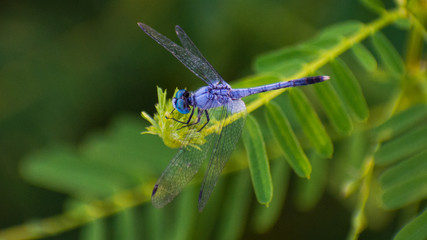 Blue Dragonfly
