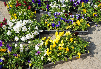 Flowers in pots outdoor