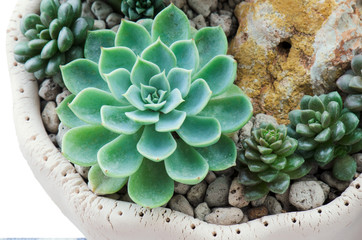 Detai lof Various Succulent plants pot garden