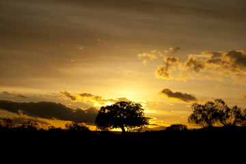 Naklejka na ściany i meble Silhouette of a tree at sunset