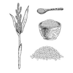 Hand drawn set of millet. Vector sketch