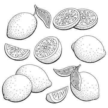 Lemon fruit graphic black white isolated sketch illustration vector