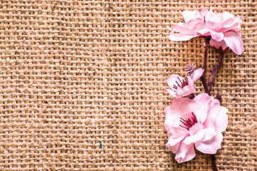 Apple blossom, spring background with blossoming branch on wooden boards