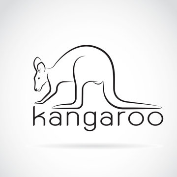 Vector of a kangaroo on white background. Wild Animals.
