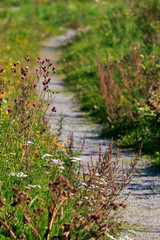 Gravel path in Swedish summer landscape