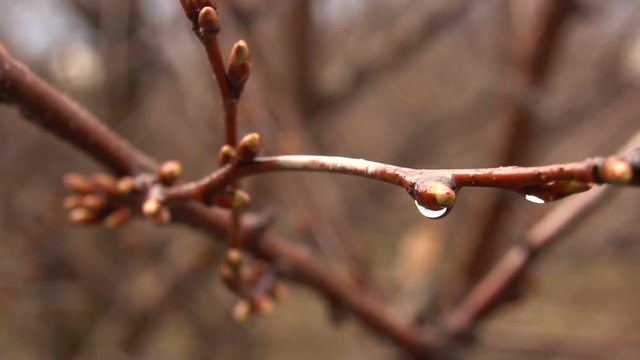 Raindrops on a branch of a cherry tree