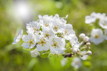 shinny pear flowers