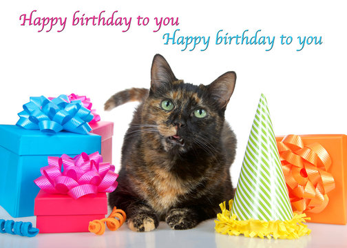Tortie Torbie Tabby cat laying down on reflective table surrounded by bright colorful birthday presents, party hat isolated on a white background. Mouth open as if talking. Happy birthday to you text