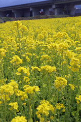 Fototapeta premium 菜の花畑
