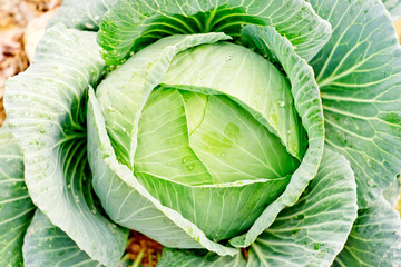 Fototapeta premium The cabbage closeup
