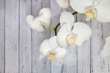 Flowers of white orchids
