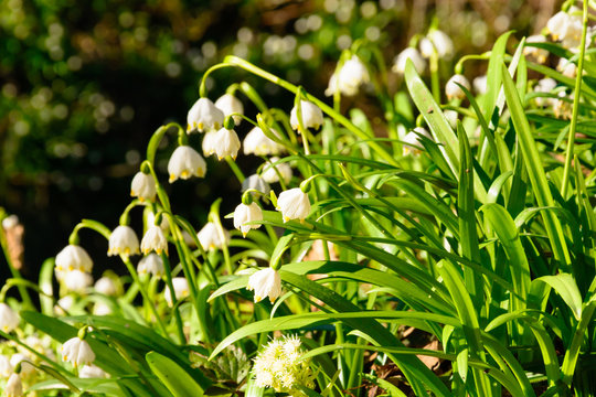 Spring snowflake flowers (Leucojum vernum) blooming in sunset. Early spring snowflake flowers in march. First flowers in springtime. Closeup of white spring snowflake in the forest.