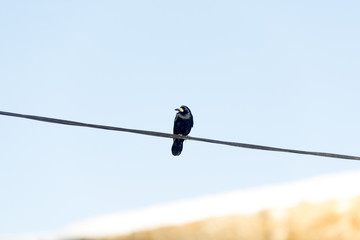 Crow Looking on a Cable wire