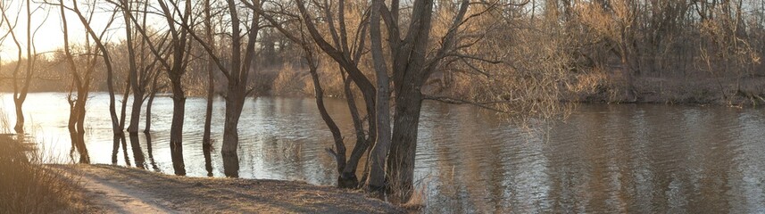 High water. The trees stand in the spring in the water