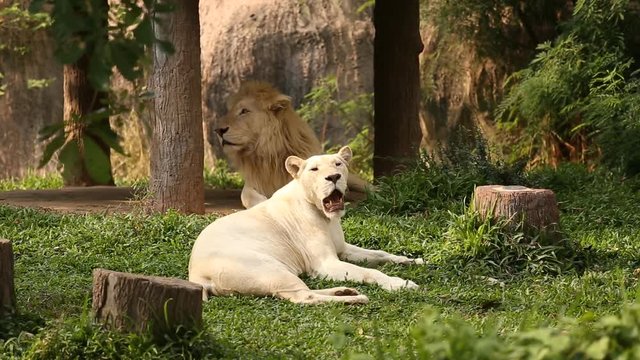 Male and Female white Lions lying down