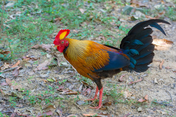 Sri Lankan Jungle Fowl. Sri Lankan jungle fowl is a member of the Galliformes bird order that is endemic to Sri Lanka where it is the national bird